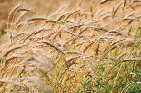 How to Grow Your Own Barley